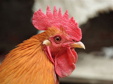鸡头有毒有科学依据吗