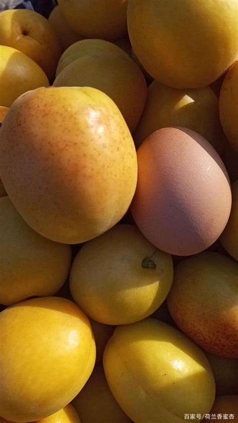 鸡蛋和杏子能一起吃吗，鸡蛋和杏子的营养价值／鸡蛋和杏子的搭配方式