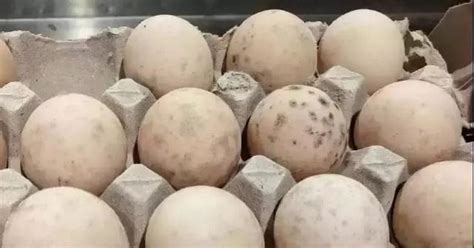 鸡蛋壳内壁有黑霉斑，原因／对健康的影响／预防与处理