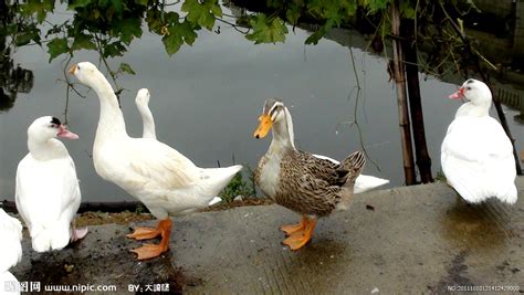 鹅和鸭的辨认区别图片